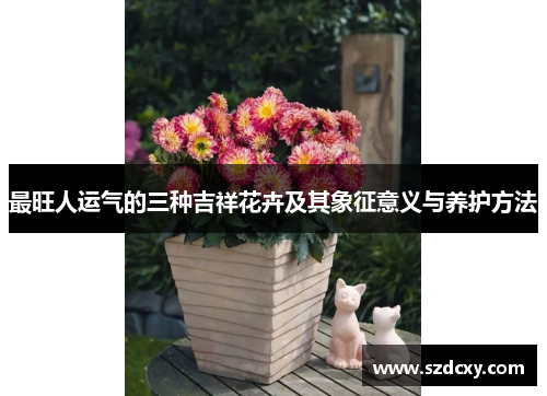 最旺人运气的三种吉祥花卉及其象征意义与养护方法
